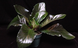 2017 ConventionLesser-Known Gesneriads Seldom Grown or Seen in Shows Class 47 – Not in flowerBEST IN SECTION H – LESSER-KNOWN GESNERIAD