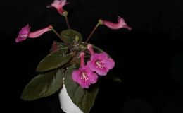 2017 ConventionNew World Gesneriads in Flower – Tuberous Class 4E Other Sinningia hybrids with rosette growth pattern