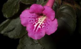 2017 ConventionNew World Gesneriads in Flower – Tuberous Class 4E Other Sinningia hybrids with rosette growth pattern