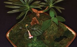 Tray Landscape  - (Linda Hall)
