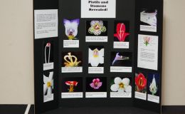2017 ConventionEducational ExhibitsClass 79 – Exhibit illustrating phases of scientific or historical research or gesneriad promotionRUNNER-UP TO BEST COMMERCIAL/EDUCATIONAL
