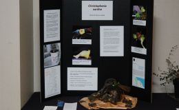 2017 ConventionEducational ExhibitsClass 80 – Exhibit of plant material with educational informationBEST COMMERCIAL/EDUCATIONALBEST IN SECTION SBEST GESNERIAD EXHIBITING FRUIT
