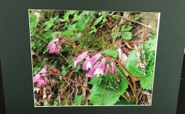 2017 ConventionEducational ExhibitsClass 81 – Exhibit of photograph(s) of gesneriad plant material that because of its seasonal nature or rarity in cultivation is not often exhibited live