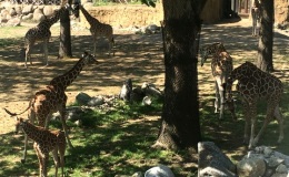 Giraffes in their habitat