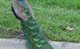One of the resident peacocks
