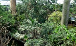 The rainforest habitat