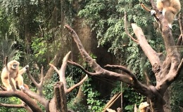 Primates watching the other primates