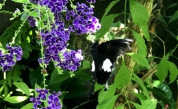 The indoor butterfly garden