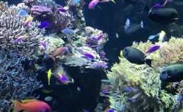 The colorful fish habitat
