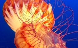 Jelly fish at the aquarium