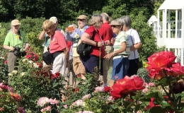 The colorful rose garden