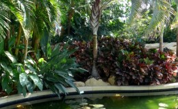 Waterlily pond in the conservatory