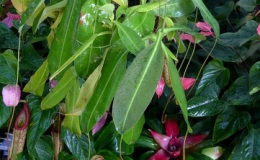Colorful tropical plants