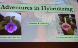 The GHA program "Adventures in Hybridizing" The GHA program "Adventures in Hybridizing"