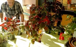 Charles Huston grooming plants in his educational exhibit Charles Huston grooming plants in his educational exhibit