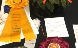 Best in Horticulture plant of Kohleria ‘Bud's Little Gollum’ (hybridized and shown by Brandon Erikson)