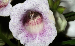2018 ConventionNew World Gesneriads in Flower – TuberousClass 2 Sinningia speciosa hybridsJUDGES AWARD OF MERIT 2018 ConventionNew World Gesneriads in Flower – TuberousClass 2 Sinningia speciosa hybridsJUDGES AWARD OF MERIT