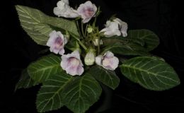 2018 ConventionNew World Gesneriads in Flower – TuberousClass 2 Sinningia speciosa hybridsJUDGES AWARD OF MERIT 2018 ConventionNew World Gesneriads in Flower – TuberousClass 2 Sinningia speciosa hybridsJUDGES AWARD OF MERIT