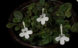 2018 ConventionNew World Gesneriads in Flower – TuberousClass 3 Microminiature Sinningia species and hybrids 2018 ConventionNew World Gesneriads in Flower – TuberousClass 3 Microminiature Sinningia species and hybrids
