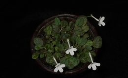 2018 ConventionNew World Gesneriads in Flower – TuberousClass 3 Microminiature Sinningia species and hybrids 2018 ConventionNew World Gesneriads in Flower – TuberousClass 3 Microminiature Sinningia species and hybrids