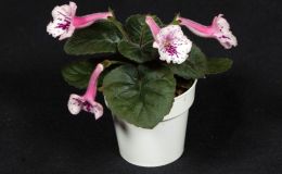 2018 ConventionNew World Gesneriads in Flower – TuberousClass 4A Miniature Sinningia species and hybridsBEST GESNERIAD GROWN BY A FIRST-TIME EXHIBITOR 2018 ConventionNew World Gesneriads in Flower – TuberousClass 4A Miniature Sinningia species and hybridsBEST GESNERIAD GROWN BY A FIRST-TIME EXHIBITOR