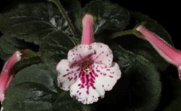 2018 ConventionNew World Gesneriads in Flower – TuberousClass 4A Miniature Sinningia species and hybridsBEST GESNERIAD GROWN BY A FIRST-TIME EXHIBITOR 2018 ConventionNew World Gesneriads in Flower – TuberousClass 4A Miniature Sinningia species and hybridsBEST GESNERIAD GROWN BY A FIRST-TIME EXHIBITOR