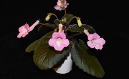 2018 ConventionNew World Gesneriads in Flower – TuberousClass 4A Miniature Sinningia species and hybrids 2018 ConventionNew World Gesneriads in Flower – TuberousClass 4A Miniature Sinningia species and hybrids