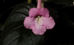 2018 ConventionNew World Gesneriads in Flower – TuberousClass 4A Miniature Sinningia species and hybrids 2018 ConventionNew World Gesneriads in Flower – TuberousClass 4A Miniature Sinningia species and hybrids
