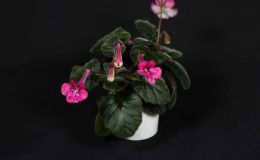 2018 ConventionNew World Gesneriads in Flower – TuberousClass 4B Miniature Sinningia species and hybrids 2018 ConventionNew World Gesneriads in Flower – TuberousClass 4B Miniature Sinningia species and hybrids