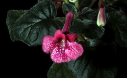 2018 ConventionNew World Gesneriads in Flower – TuberousClass 4B Miniature Sinningia species and hybrids 2018 ConventionNew World Gesneriads in Flower – TuberousClass 4B Miniature Sinningia species and hybrids