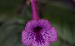 2018 ConventionNew World Gesneriads in Flower – TuberousClass 4C Miniature Sinningia species and hybrids 2018 ConventionNew World Gesneriads in Flower – TuberousClass 4C Miniature Sinningia species and hybrids