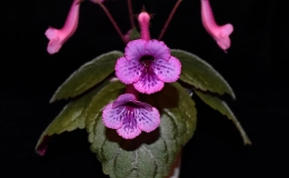 Class 2018 ConventionNew World Gesneriads in Flower – TuberousClass 4C Miniature Sinningia species and hybrids04C S Shanidar_DM Class 2018 ConventionNew World Gesneriads in Flower – TuberousClass 4C Miniature Sinningia species and hybrids04C S Shanidar_DM