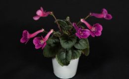 2018 ConventionNew World Gesneriads in Flower – TuberousClass 4D Miniature Sinningia species and hybrids 2018 ConventionNew World Gesneriads in Flower – TuberousClass 4D Miniature Sinningia species and hybrids