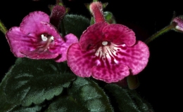 2018 ConventionNew World Gesneriads in Flower – TuberousClass 4D Miniature Sinningia species and hybrids 2018 ConventionNew World Gesneriads in Flower – TuberousClass 4D Miniature Sinningia species and hybrids