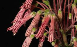 2018 ConventionNew World Gesneriads in Flower – TuberousClass 5 Other Sinningia species BEST IN SECTION A – NEW WORLD TUBEROUS GESNERIAD IN FLOWER 2018 ConventionNew World Gesneriads in Flower – TuberousClass 5 Other Sinningia species BEST IN SECTION A – NEW WORLD TUBEROUS GESNERIAD IN FLOWER