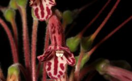 2018 ConventionNew World Gesneriads in Flower – TuberousClass 5 Other Sinningia species BEST IN SECTION A – NEW WORLD TUBEROUS GESNERIAD IN FLOWER 2018 ConventionNew World Gesneriads in Flower – TuberousClass 5 Other Sinningia species BEST IN SECTION A – NEW WORLD TUBEROUS GESNERIAD IN FLOWER