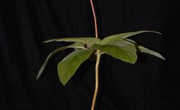 2018 ConventionNew World Gesneriads in Flower – TuberousClass 5 Other Sinningia species BEST IN SECTION A – NEW WORLD TUBEROUS GESNERIAD IN FLOWER 2018 ConventionNew World Gesneriads in Flower – TuberousClass 5 Other Sinningia species BEST IN SECTION A – NEW WORLD TUBEROUS GESNERIAD IN FLOWER