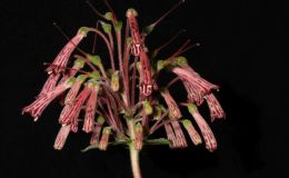 2018 ConventionNew World Gesneriads in Flower – TuberousClass 5 Other Sinningia species BEST IN SECTION A – NEW WORLD TUBEROUS GESNERIAD IN FLOWER 2018 ConventionNew World Gesneriads in Flower – TuberousClass 5 Other Sinningia species BEST IN SECTION A – NEW WORLD TUBEROUS GESNERIAD IN FLOWER