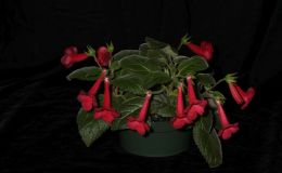 2018 ConventionNew World Gesneriads in Flower – TuberousClass 6A Other Sinningia hybrids 2018 ConventionNew World Gesneriads in Flower – TuberousClass 6A Other Sinningia hybrids