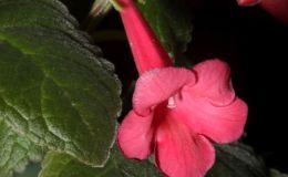 2018 ConventionNew World Gesneriads in Flower – TuberousClass 6A Other Sinningia hybrids 2018 ConventionNew World Gesneriads in Flower – TuberousClass 6A Other Sinningia hybrids