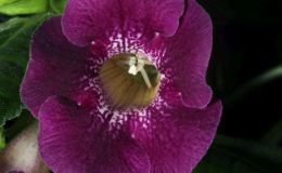 2018 ConventionNew World Gesneriads in Flower – TuberousClass 6B Other Sinningia hybridsBEST DAVID HARRIS HYBRID
