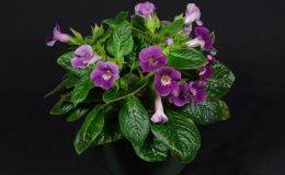 2018 ConventionNew World Gesneriads in Flower – TuberousClass 6B Other Sinningia hybridsBEST DAVID HARRIS HYBRID