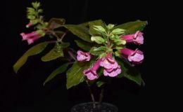 2018 ConventionNew World Gesneriads in Flower – TuberousClass 6B Other Sinningia hybrids