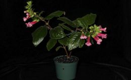 2018 ConventionNew World Gesneriads in Flower – TuberousClass 6B Other Sinningia hybrids 2018 ConventionNew World Gesneriads in Flower – TuberousClass 6B Other Sinningia hybrids