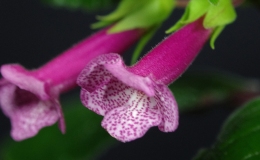 2018 ConventionNew World Gesneriads in Flower – TuberousClass 6B Other Sinningia hybrids