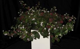 2018 ConventionNew World Gesneriads in Flower – RhizomatousClass 8 Achimenes, ×AchimenanthaBEST ACHIMENES
