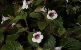 2018 ConventionNew World Gesneriads in Flower – RhizomatousClass 8 Achimenes, ×AchimenanthaBEST ACHIMENES