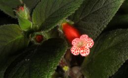 2018 ConventionNew World Gesneriads in Flower – RhizomatousClass 9A Kohleria