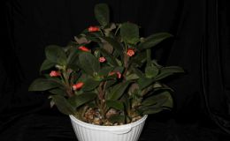 2018 ConventionNew World Gesneriads in Flower – RhizomatousClass 9A Kohleria