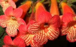 2018 ConventionNew World Gesneriads in Flower – RhizomatousClass 9B KohleriaBEST KOHLERIA